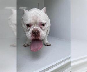 Bullypit Dogs for adoption in Houston, TX, USA