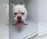 Small Bullypit