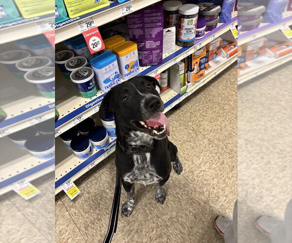 Medium Photo #6 Mutt Puppy For Sale in Evansville, IN, USA