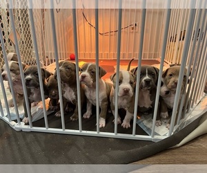 American Bully Puppy for sale in AUSTIN, TX, USA