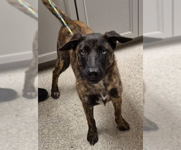 Medium Photo #1 Holland Shepherd Puppy For Sale in Lodi, CA, USA