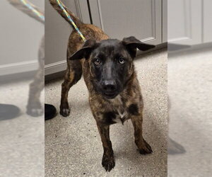 Holland Shepherd Dogs for adoption in Lodi, CA, USA