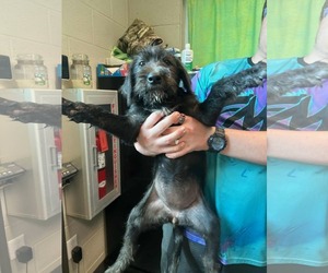 Poodle (Standard)-Unknown Mix Dogs for adoption in SHERBURNE, NY, USA