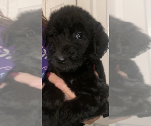 Goldendoodle-Unknown Mix Puppy for sale in BON AIR, VA, USA