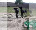 Small Photo #2 Great Dane Puppy For Sale in MINERAL WELLS, TX, USA