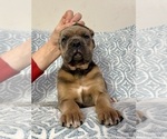 Puppy Formentino Girl Cane Corso