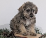 Small Photo #4 Schnoodle (Miniature) Puppy For Sale in GOSHEN, IN, USA