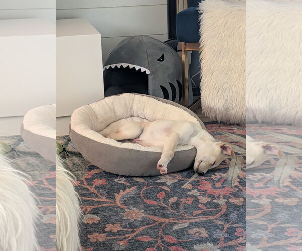 Medium Photo #4 Mutt Puppy For Sale in St. Louis Park, MN, USA