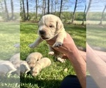 Puppy Red Golden Retriever