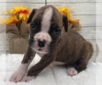 Small #2 Boxer