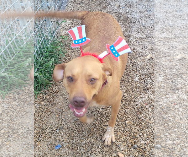Medium Photo #15 Labrador Retriever-Red Heeler Mix Puppy For Sale in Stover, MO, USA