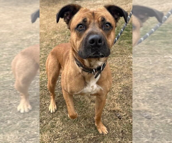 Medium Photo #5 Boxer-Unknown Mix Puppy For Sale in Evansville, IN, USA