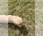 Small #7 Golden Retriever