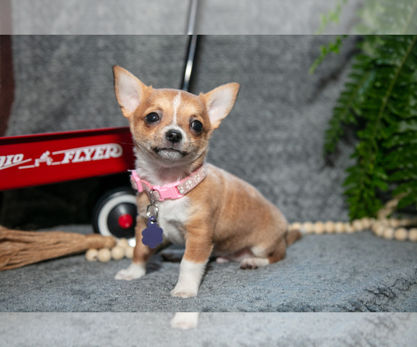 Medium Photo #1 Chihuahua Puppy For Sale in DELTA, PA, USA