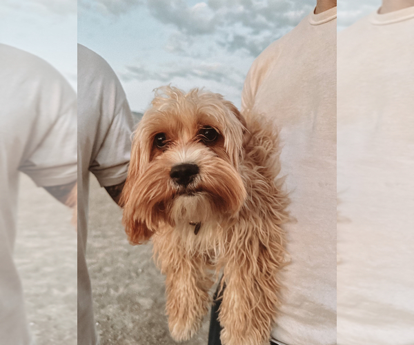 Medium Photo #1 Cavapoo Puppy For Sale in ALBUQUERQUE, NM, USA