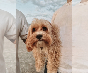 Mother of the Cavapoo puppies born on 04/24/2025