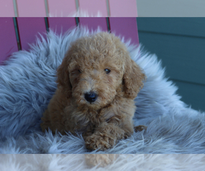 Goldendoodle (Miniature) Puppy for sale in ITASCA, TX, USA