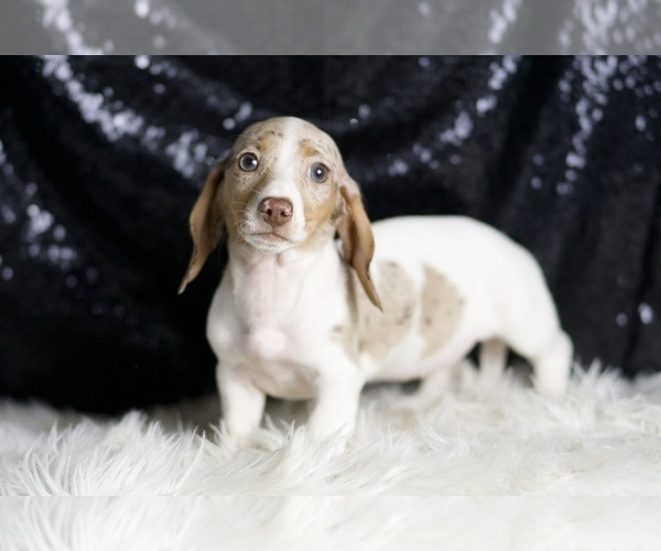 Medium Photo #69 Dachshund Puppy For Sale in WARSAW, IN, USA