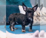 Small #7 Dachshund-Miniature Schnauzer Mix