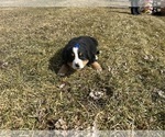 Small #6 Bernese Mountain Dog