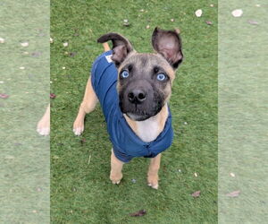 Mutt Dogs for adoption in Calhoun, GA, USA