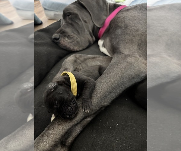 Medium Photo #17 Great Dane Puppy For Sale in TEMECULA, CA, USA