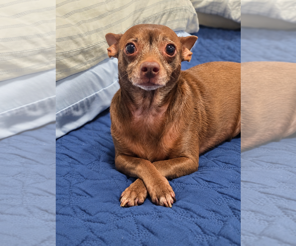 Medium Photo #4 Chihuahua Puppy For Sale in Menifee, CA, USA