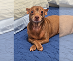 Small Photo #4 Chihuahua Puppy For Sale in Menifee, CA, USA