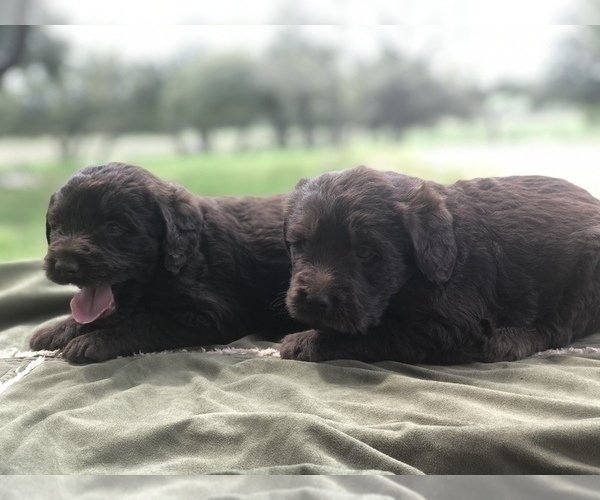 Medium Photo #2 Labradoodle Puppy For Sale in JARRELL, TX, USA