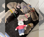 Image preview for Ad Listing. Nickname: Frenchie love