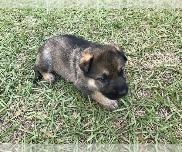 Medium Photo #24 German Shepherd Dog Puppy For Sale in ZEPHYRHILLS, FL, USA