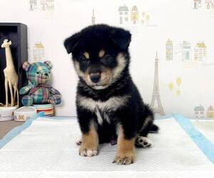 Shiba Inu Puppy for sale in CHICAGO, IL, USA