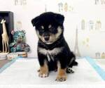 Small Photo #1 Shiba Inu Puppy For Sale in CHICAGO, IL, USA