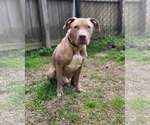 Small #1 Labrador Retriever Mix