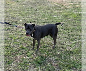 Dixie - Female American Pit Bull Terrier Dog for Adoption - Photo #5