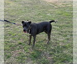 Small #4 American Pit Bull Terrier