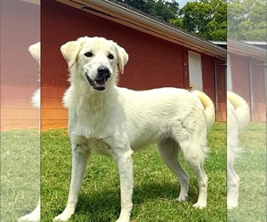 Golden Retriever-Unknown Mix Dogs for adoption in Calhoun, GA, USA