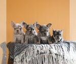 Small #1 French Bulldog