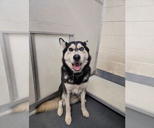 Siberian Husky Dogs for adoption in Glen Allen, VA, USA
