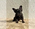 Small French Bulldog