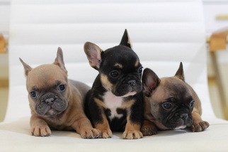 View Ad: French Bulldog Puppy for Sale near Texas, HOUSTON ...