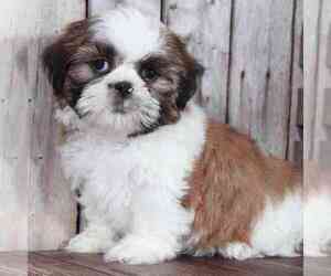 Shih Tzu Puppy for sale in MOUNT VERNON, OH, USA