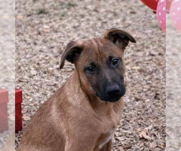 Medium Photo #1 Mutt Puppy For Sale in Yardley, PA, USA