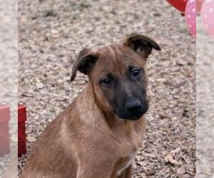 Mutt Dogs for adoption in Yardley, PA, USA