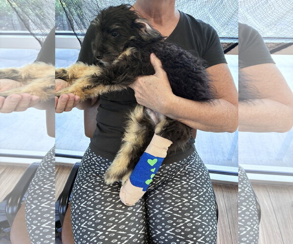 Medium Photo #1 Bernese Mountain Dog-Poodle (Miniature) Mix Puppy For Sale in Valrico, FL, USA
