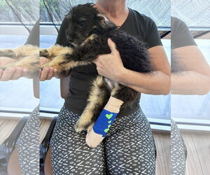 Bernese Mountain Dog-Poodle (Miniature) Mix Dogs for adoption in Valrico, FL, USA