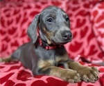 Puppy 7 Doberman Pinscher