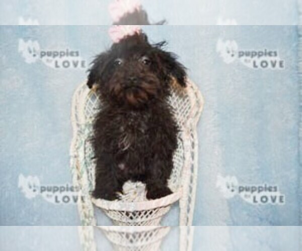 Medium Photo #1 Maltipoo Puppy For Sale in SANGER, TX, USA