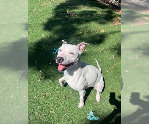 Medium Photo #3 American Pit Bull Terrier Puppy For Sale in Fremont, CA, USA