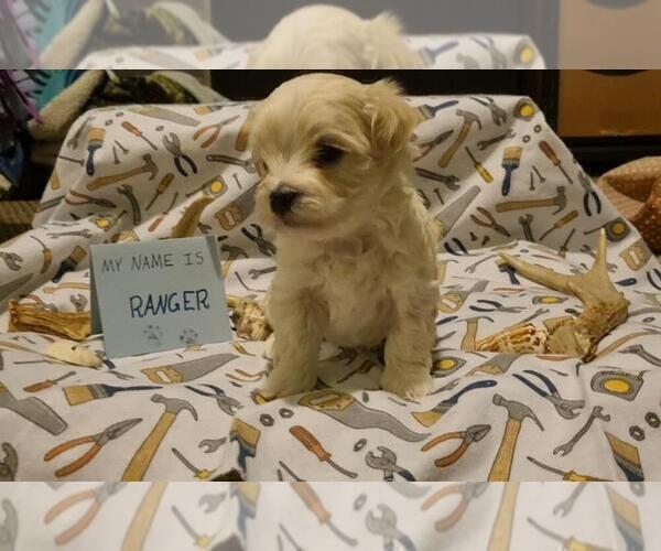 Medium Photo #45 Maltipoo (Miniature) Puppy For Sale in BROOKFIELD, MO, USA